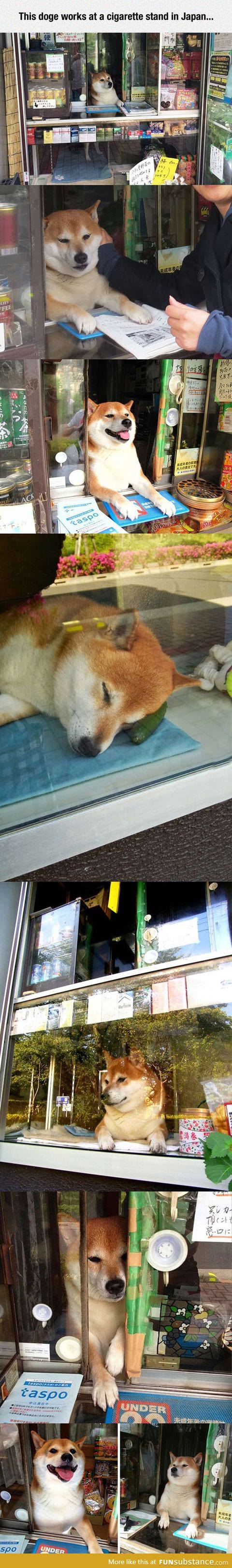Doge the store worker