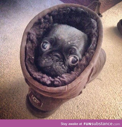 Pug in an Ugg on the rug looking snug