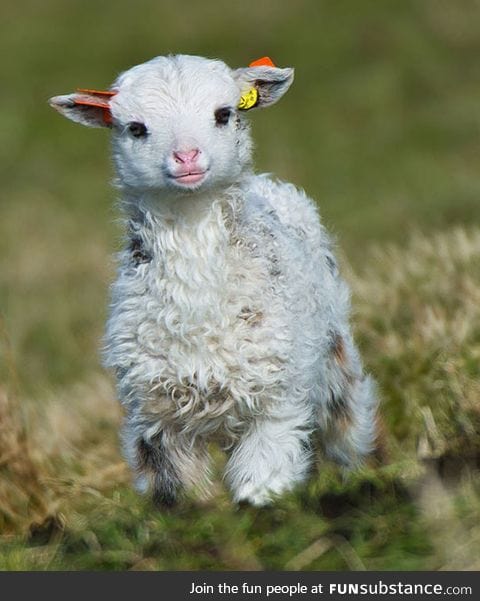 Mary had the cutest little lamb