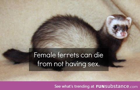 Ferrets have more fun than humans