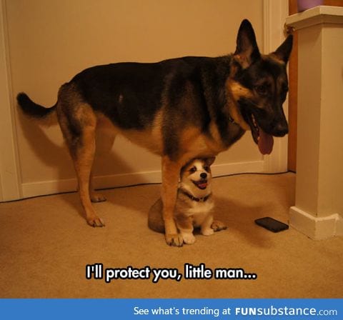 Big dog protecting puppy