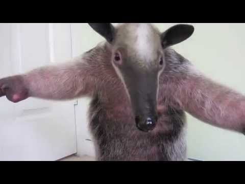 Funny anteater frightens off a baby kangaroo