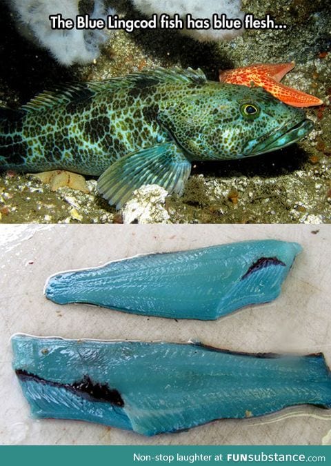 Blue flesh fish