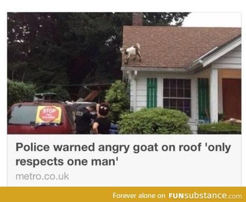 Angry goat