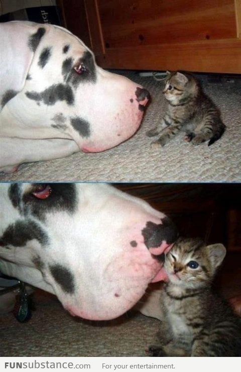 Dog wants to be friends with kitten