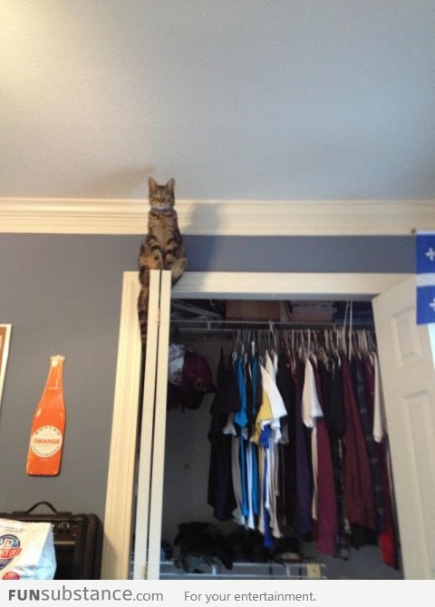 I think my cat watches me play too much Assassin's Creed