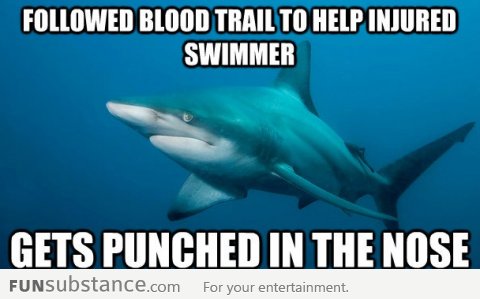 Misunderstood Shark