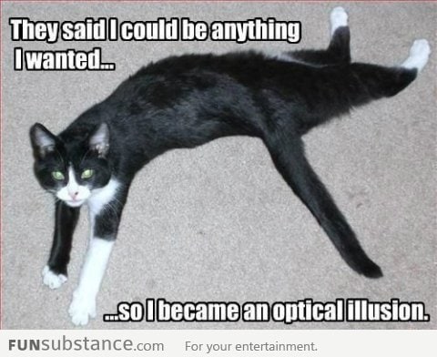 Cat optical illusion