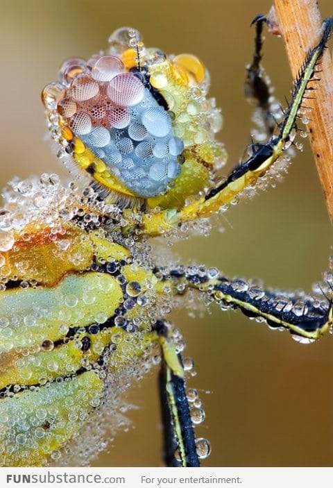 Macro of insect covered with dew in morning