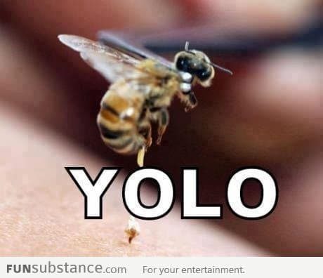 The Real YOLO