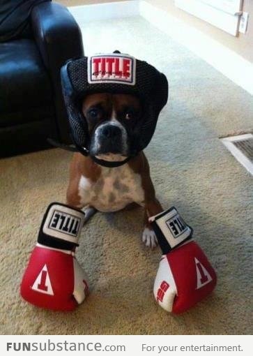 Hey look, It's a boxer