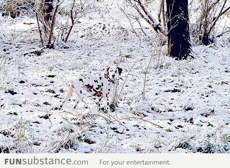 Camouflage dog