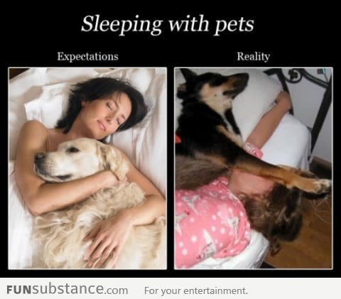 Sleeping with pets