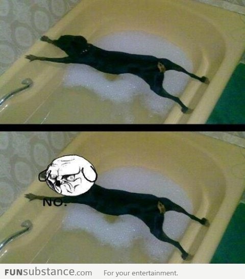 Dog doesn't want to shower