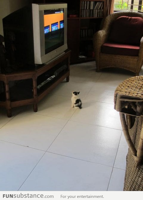 My friend's little kitten loves watching TV