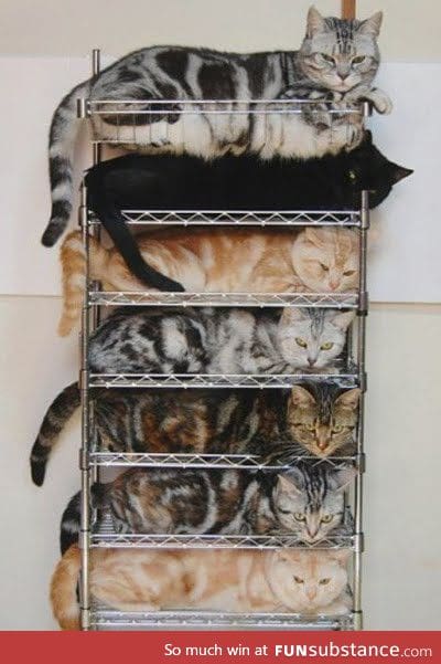 Cats, now in stackable form!