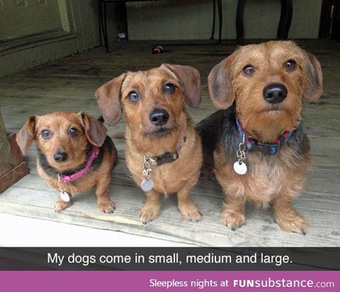 Multi-sized dogs