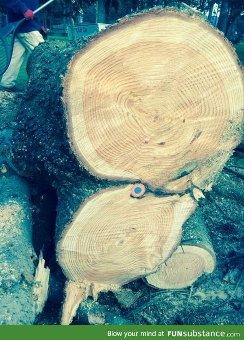 Tree cut in half reveals a golf ball cut in half