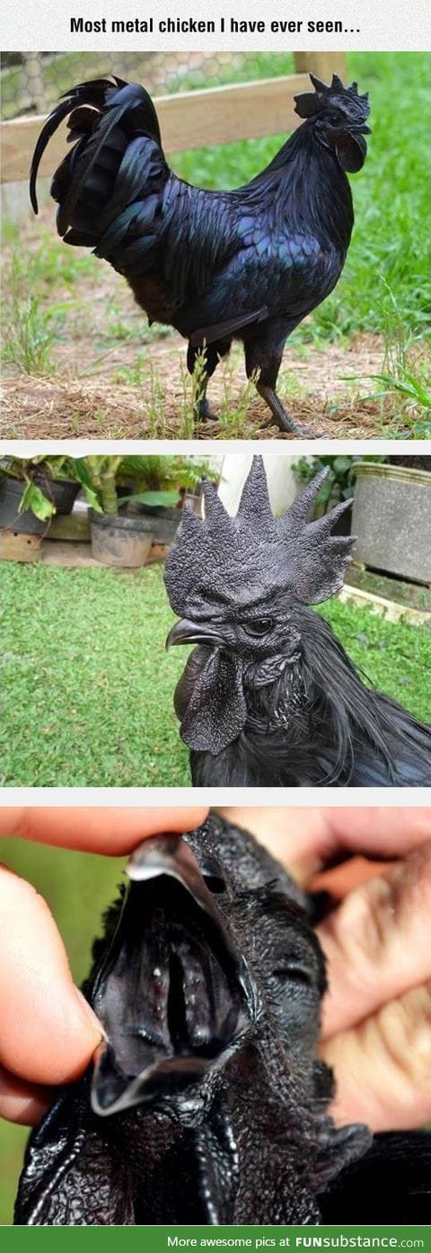 Completely black chicken