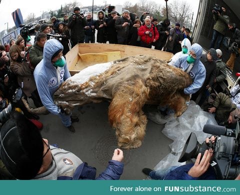 The body of baby mammoth on display in Moscow