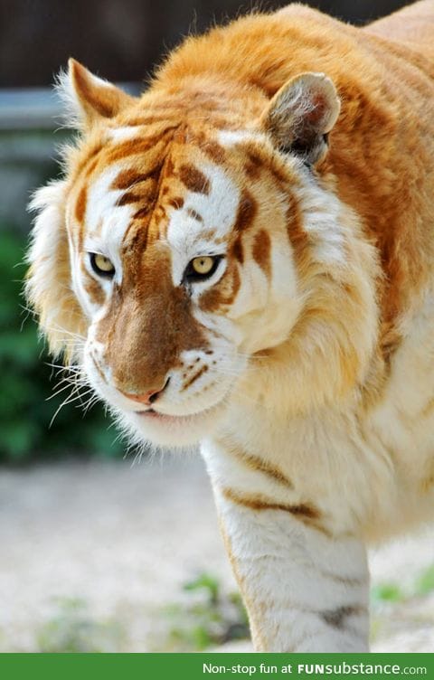 The rare Golden Tiger