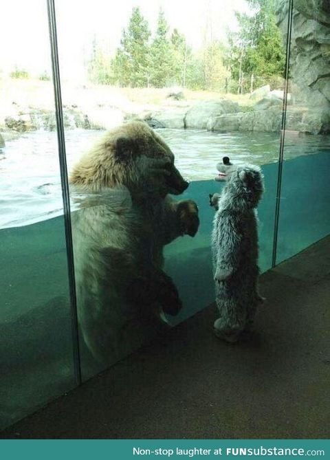 Bear meets boy dressed as a bear