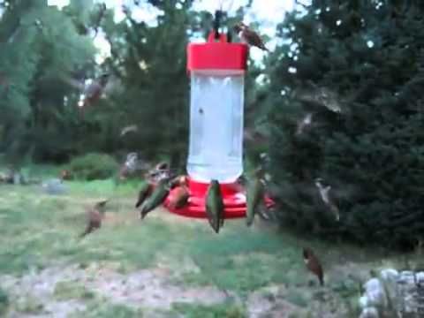 This Guy Has A Hummingbird Pest Problem And It’s Awesome