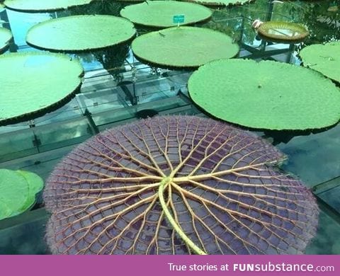 This is what the underside of a Lilly Pad looks like