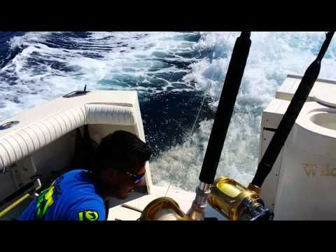 Sea lion chases speeding boat in order to collect his toll