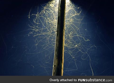 Long exposure of bugs under street lamp