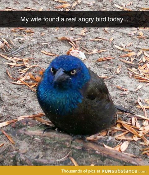 This guy is a real life angry bird