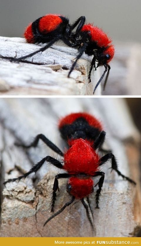 Red velvet ant