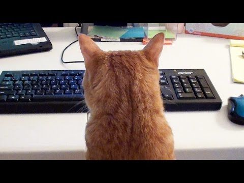 Why working at home is not a good idea when you have cats
