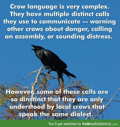 Crow fact