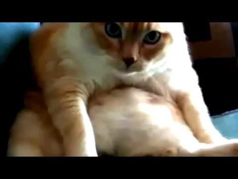 Fat Cat fart