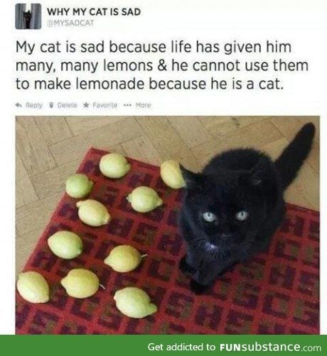 Giving lemon to cat