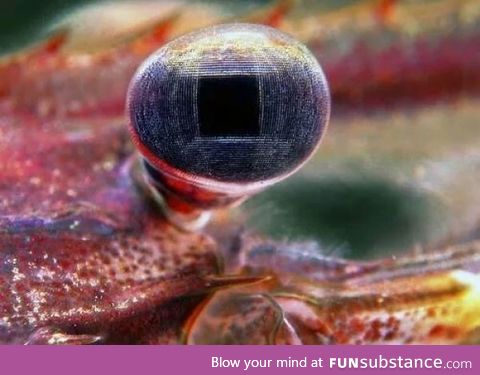 The eye of a palaemonid shrimp