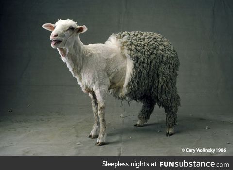 Half sheared sheep