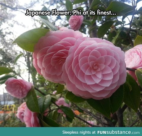 Camellias are beautiful flowers