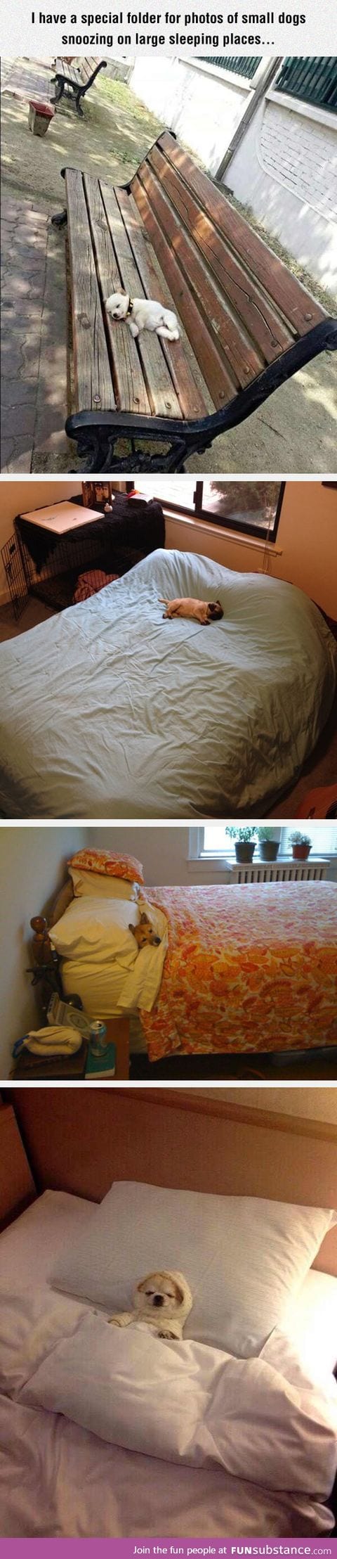 Small dogs snoozing on large sleeping places