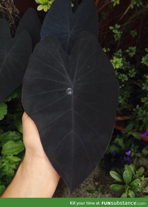 This black leaf of Colocasia Esculenta 'black magic'