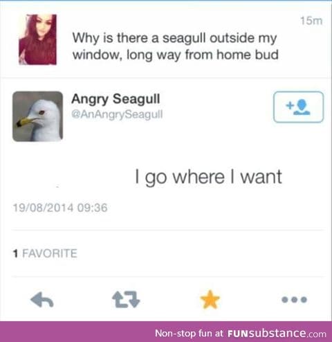 Don't argue with an angry seagull!