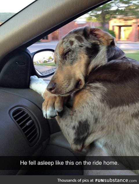 Taking a Nap In The Car