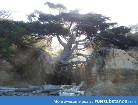 Tree holding onto an eroding rock