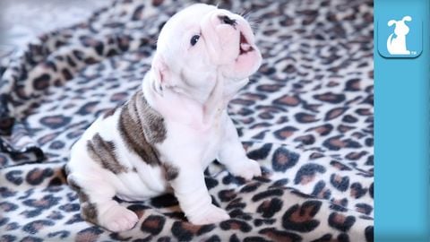 Wrinkly bulldog puppy trying to howl will melt your heart