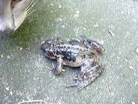 Screaming frog in a backyard in the Netherlands