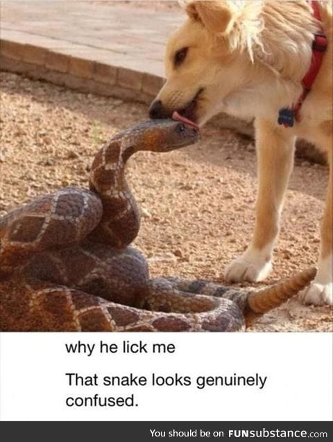 Why he lick me?