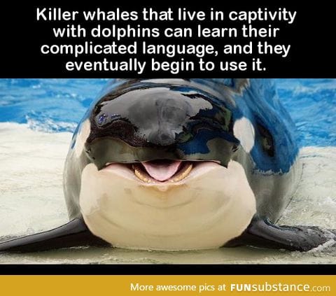 Killer whales that live in captivity with dolphins