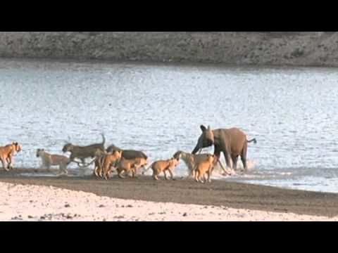 Baby elephant fight off 14 hungry lions