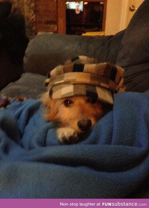 I put my hat on my dog and she became even more adorable
